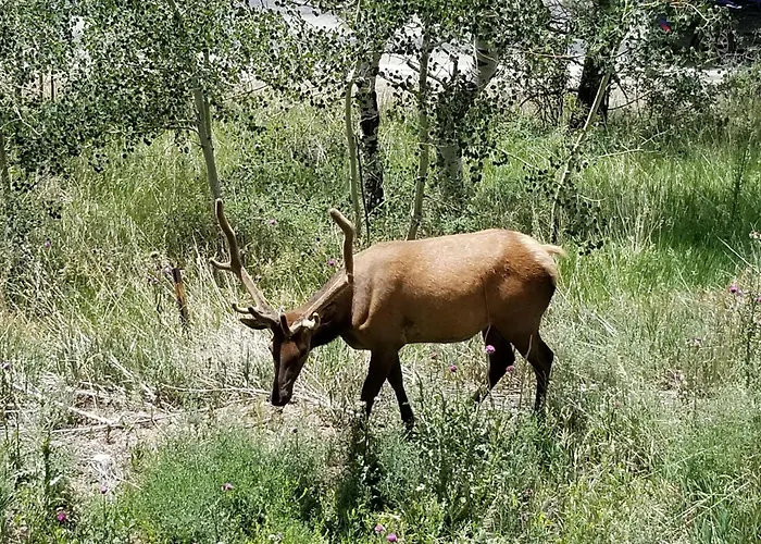 Kokopelli Inn Estes Park
