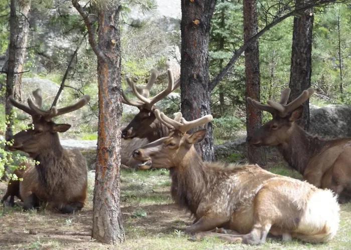 Stonebrook Resort - Adult Only Estes Park